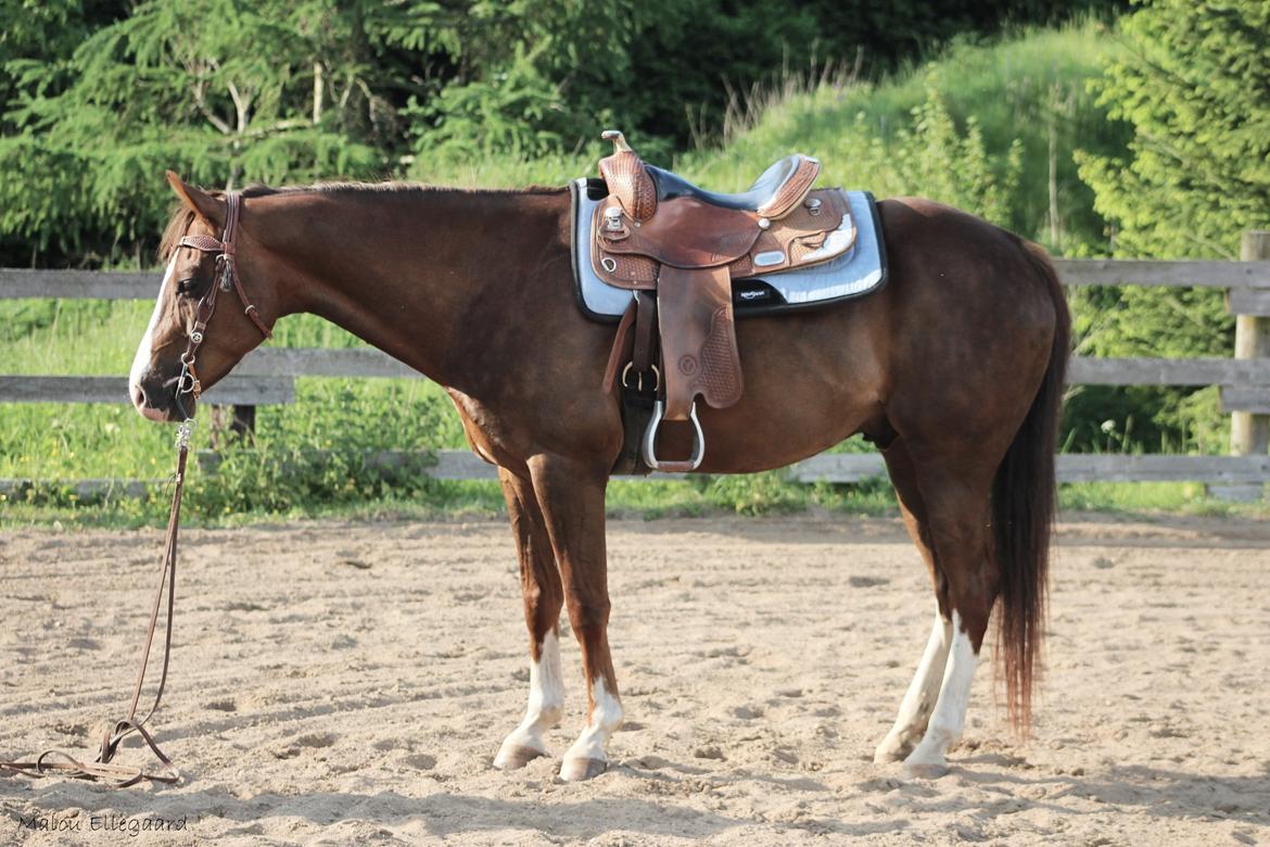 Quarter Special made by Poca billede 5