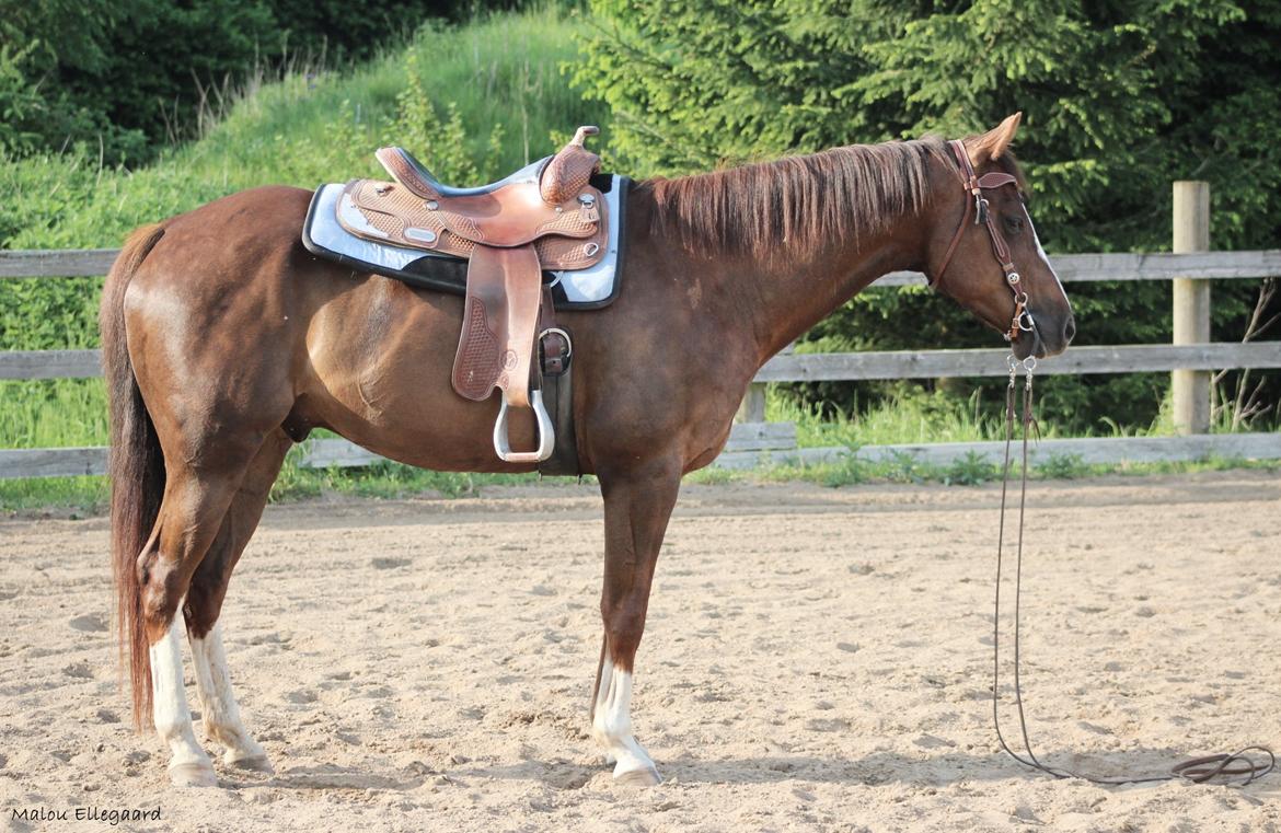 Quarter Special made by Poca billede 6