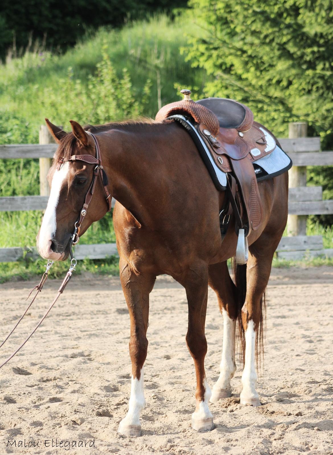 Quarter Special made by Poca billede 18