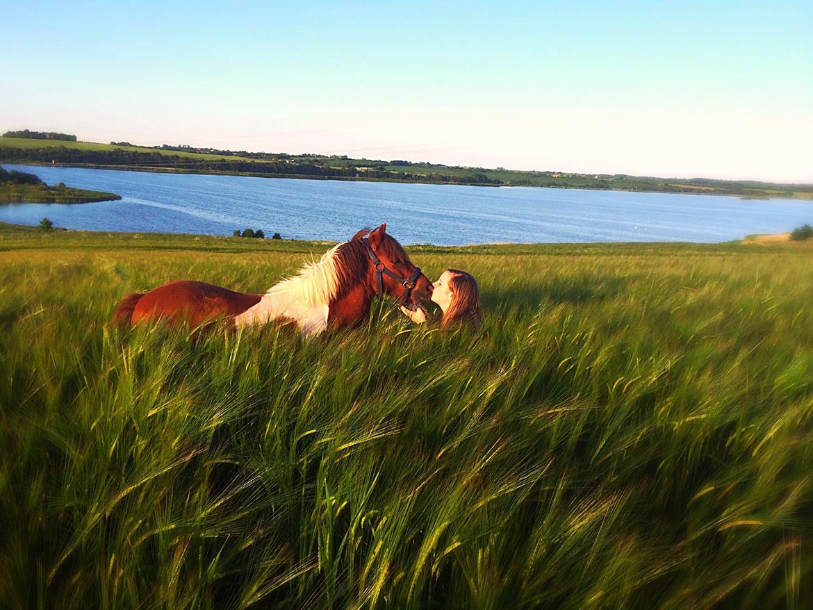 Shetlænder Dalagers Taz billede 24