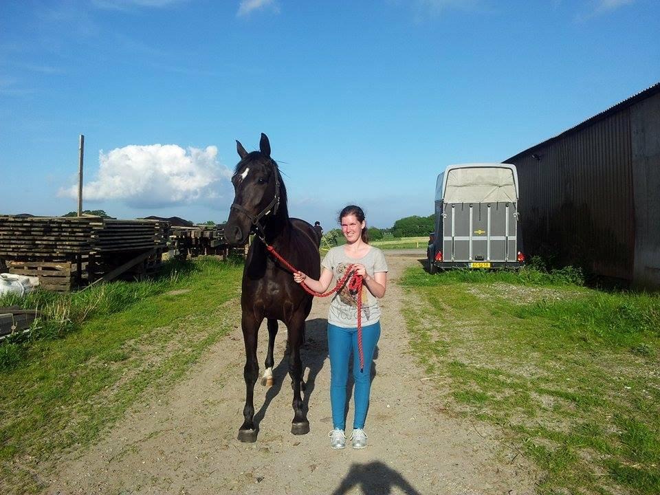 Dansk Varmblod ZACKO - Zacko og jeg billede 47