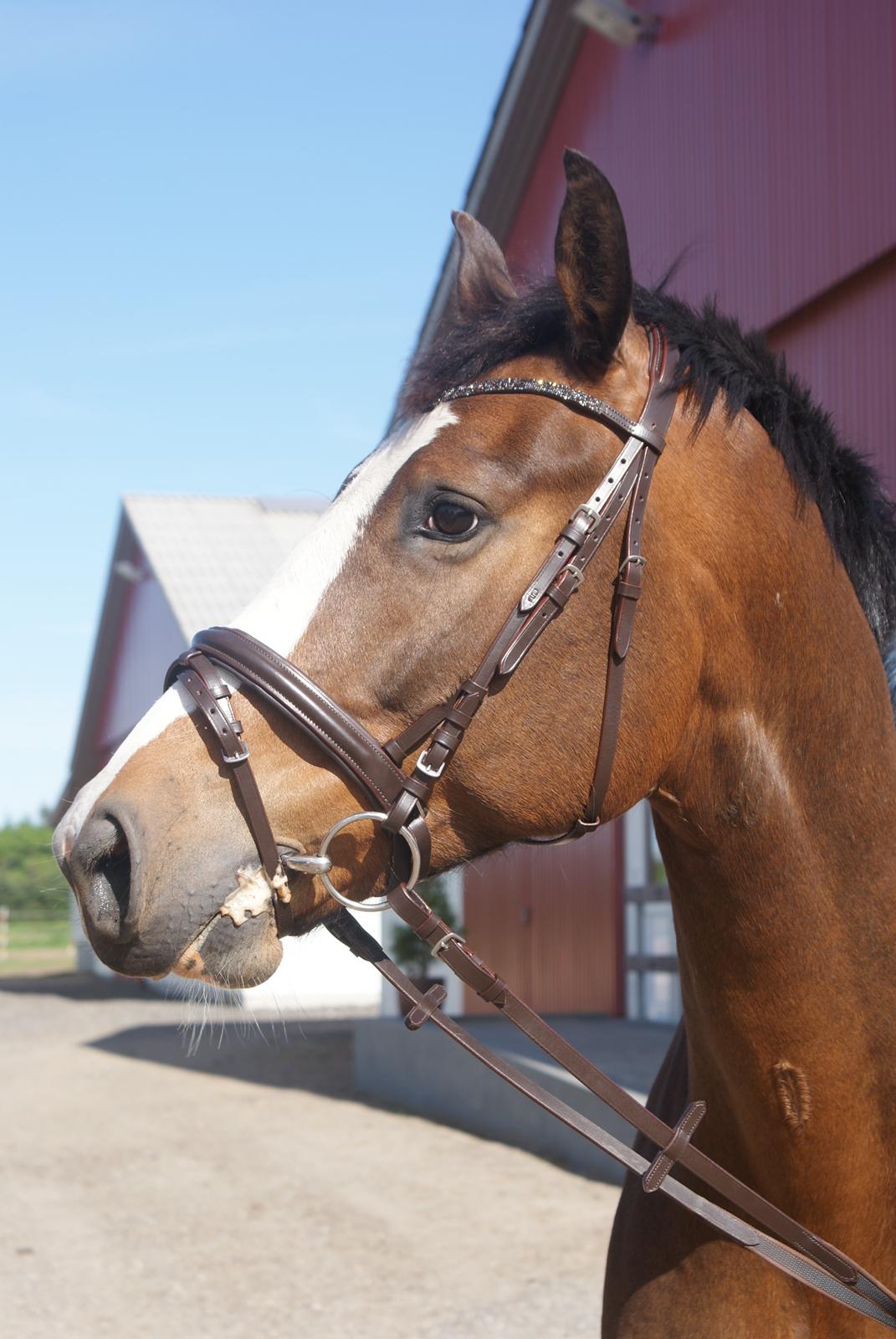 Dansk Varmblod Crazy Heart billede 4