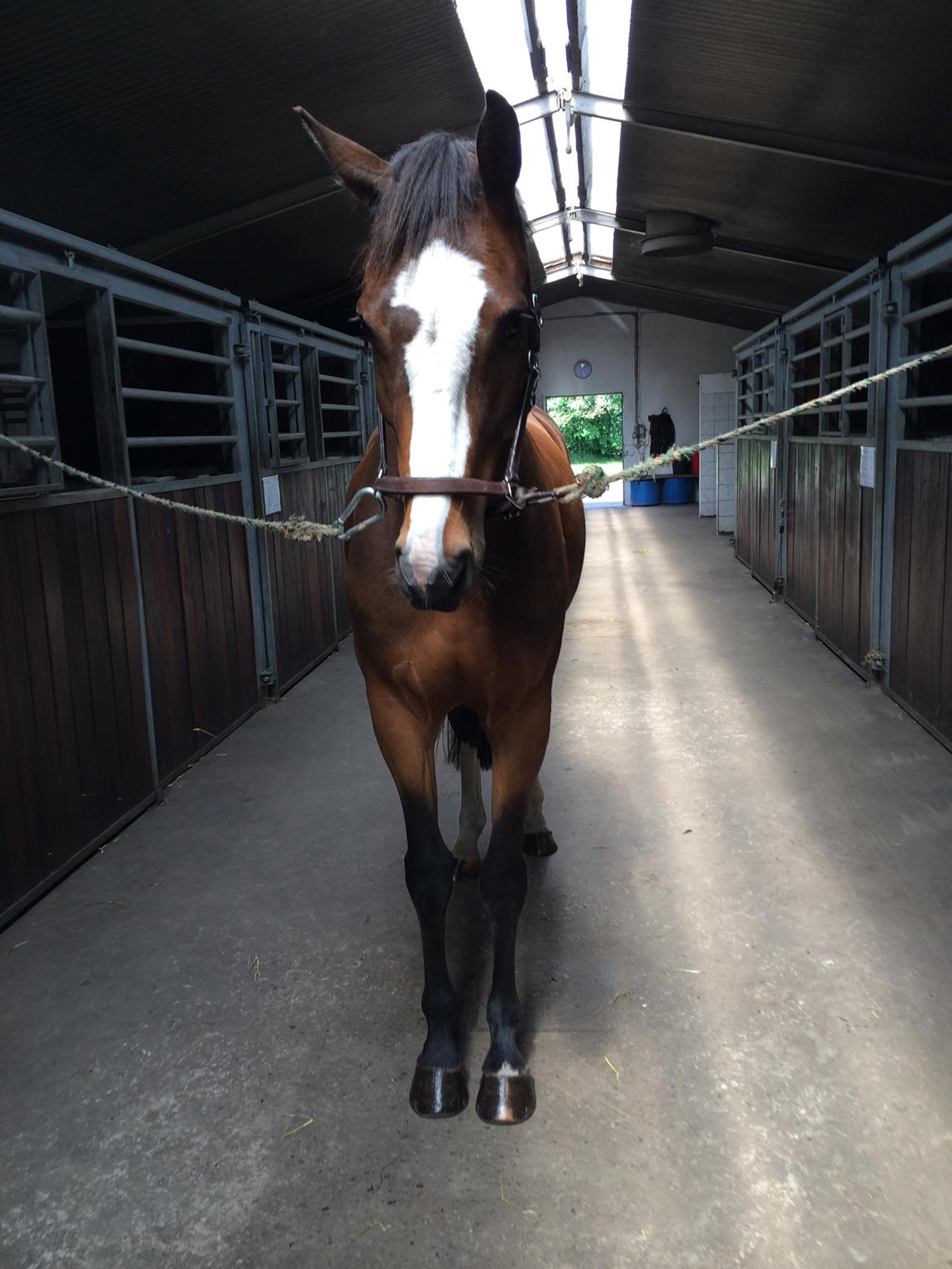 Dansk Varmblod Crazy Heart billede 6