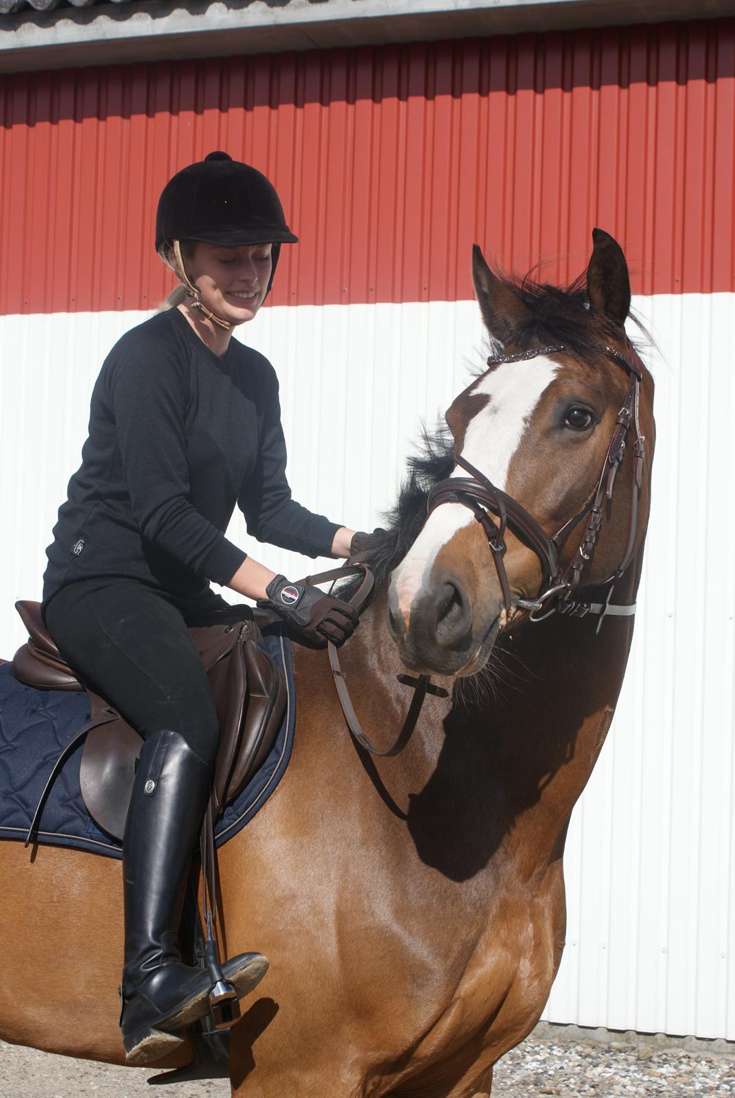 Dansk Varmblod Crazy Heart billede 9