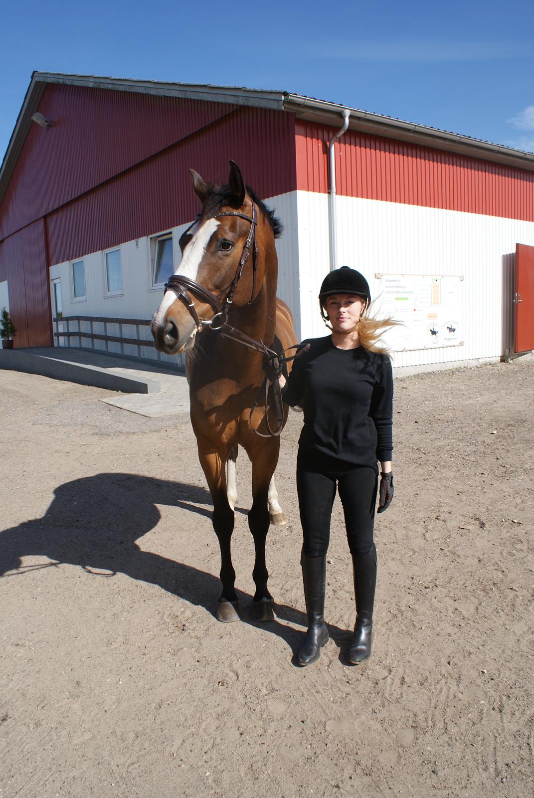 Dansk Varmblod Crazy Heart billede 10