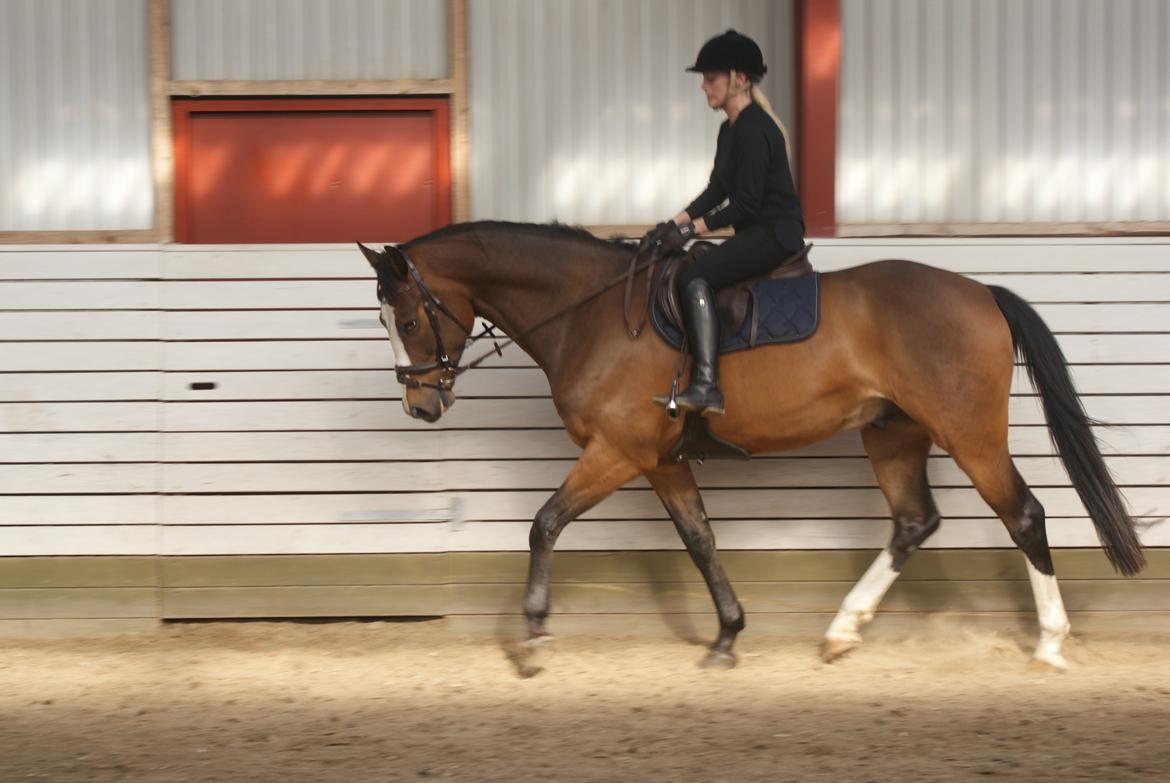 Dansk Varmblod Crazy Heart billede 8