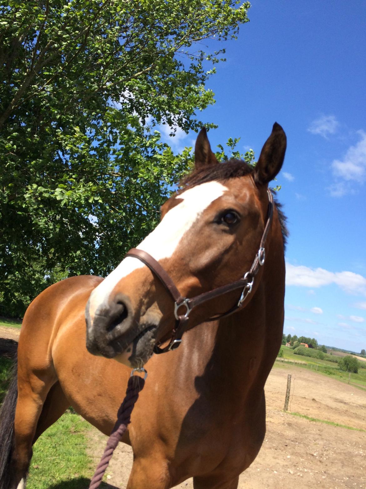 Dansk Varmblod Crazy Heart billede 12