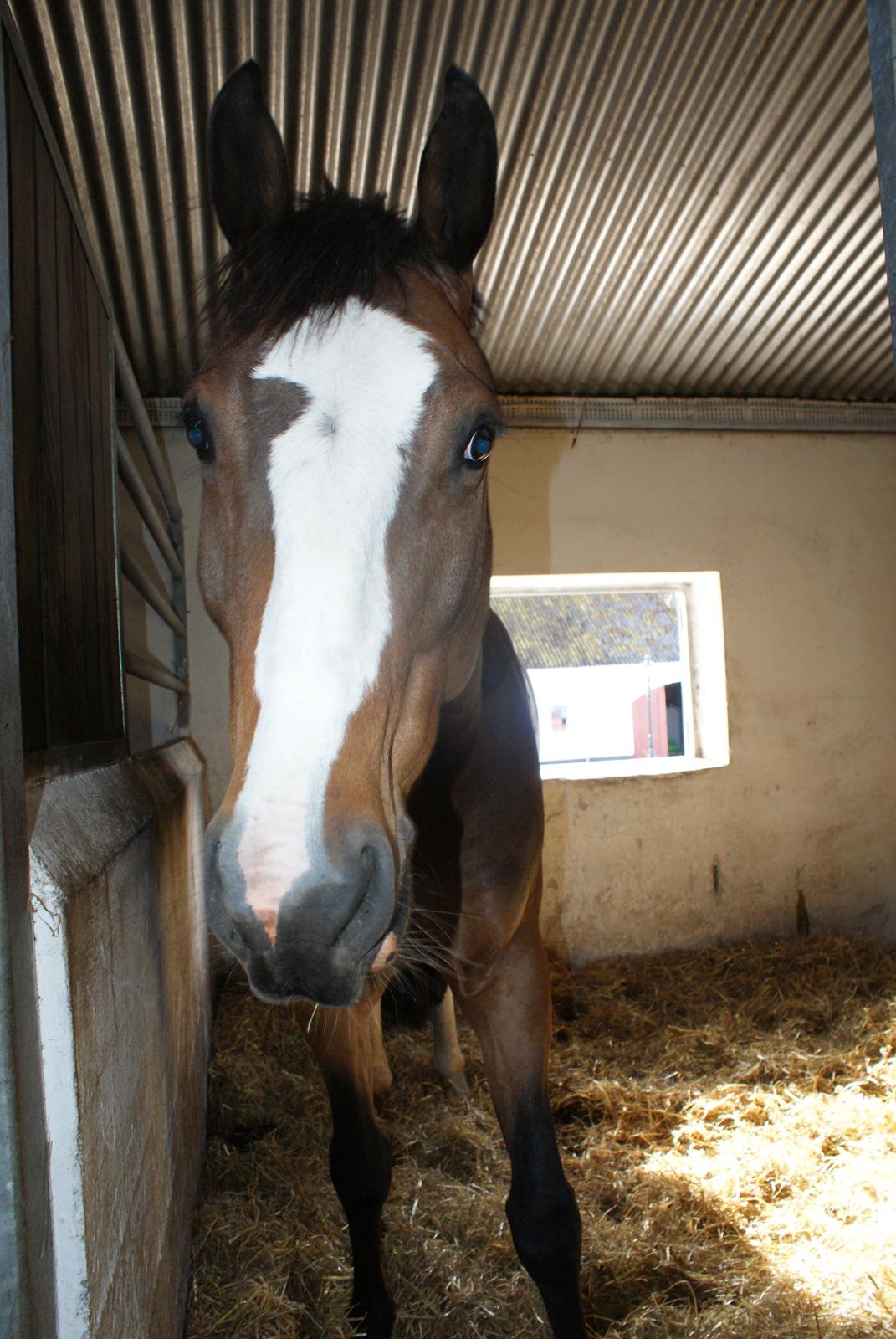 Dansk Varmblod Crazy Heart billede 11