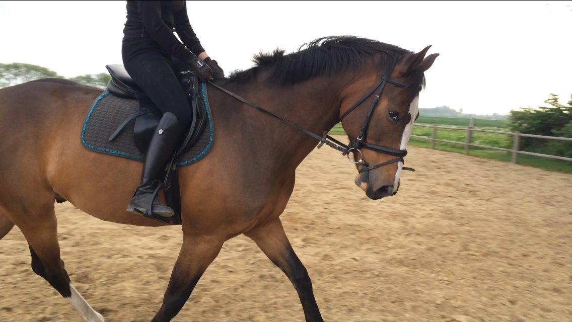 Dansk Varmblod Crazy Heart billede 15