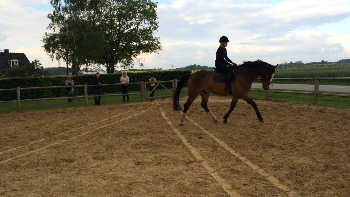 Dansk Varmblod Crazy Heart billede 16