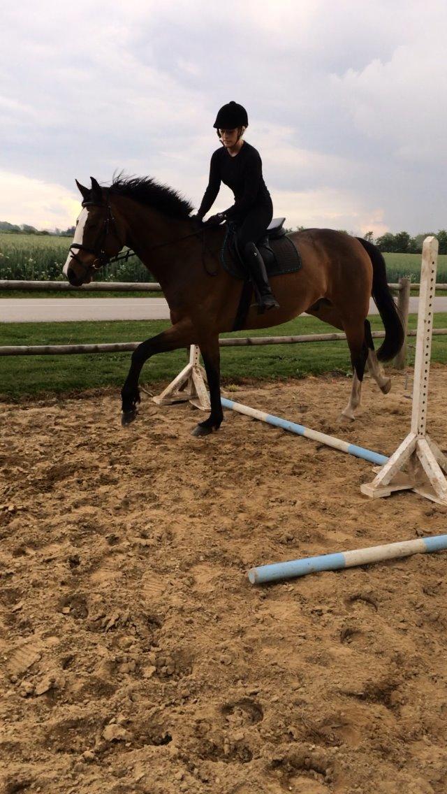 Dansk Varmblod Crazy Heart billede 17