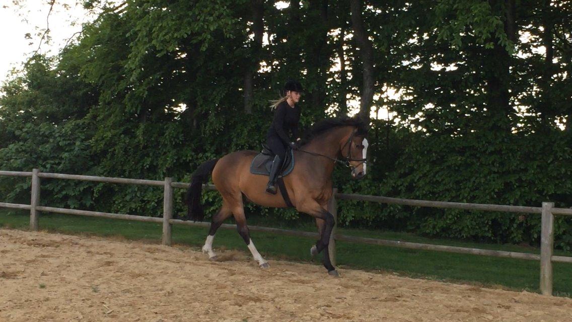 Dansk Varmblod Crazy Heart billede 7