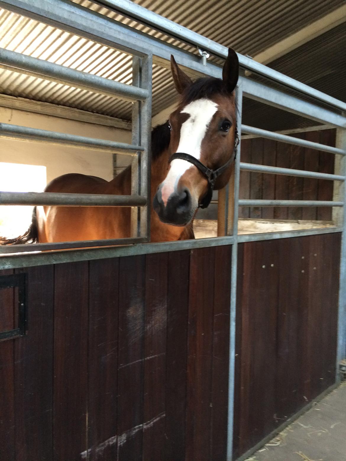 Dansk Varmblod Crazy Heart billede 18