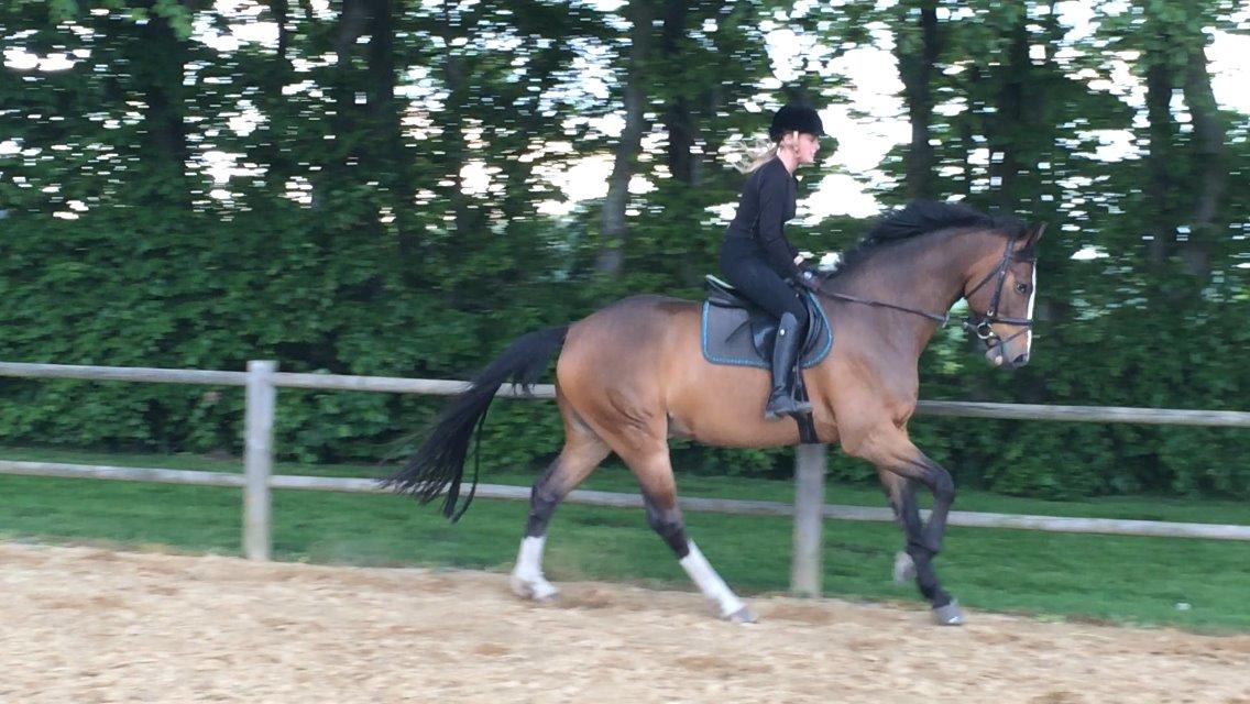 Dansk Varmblod Crazy Heart billede 19