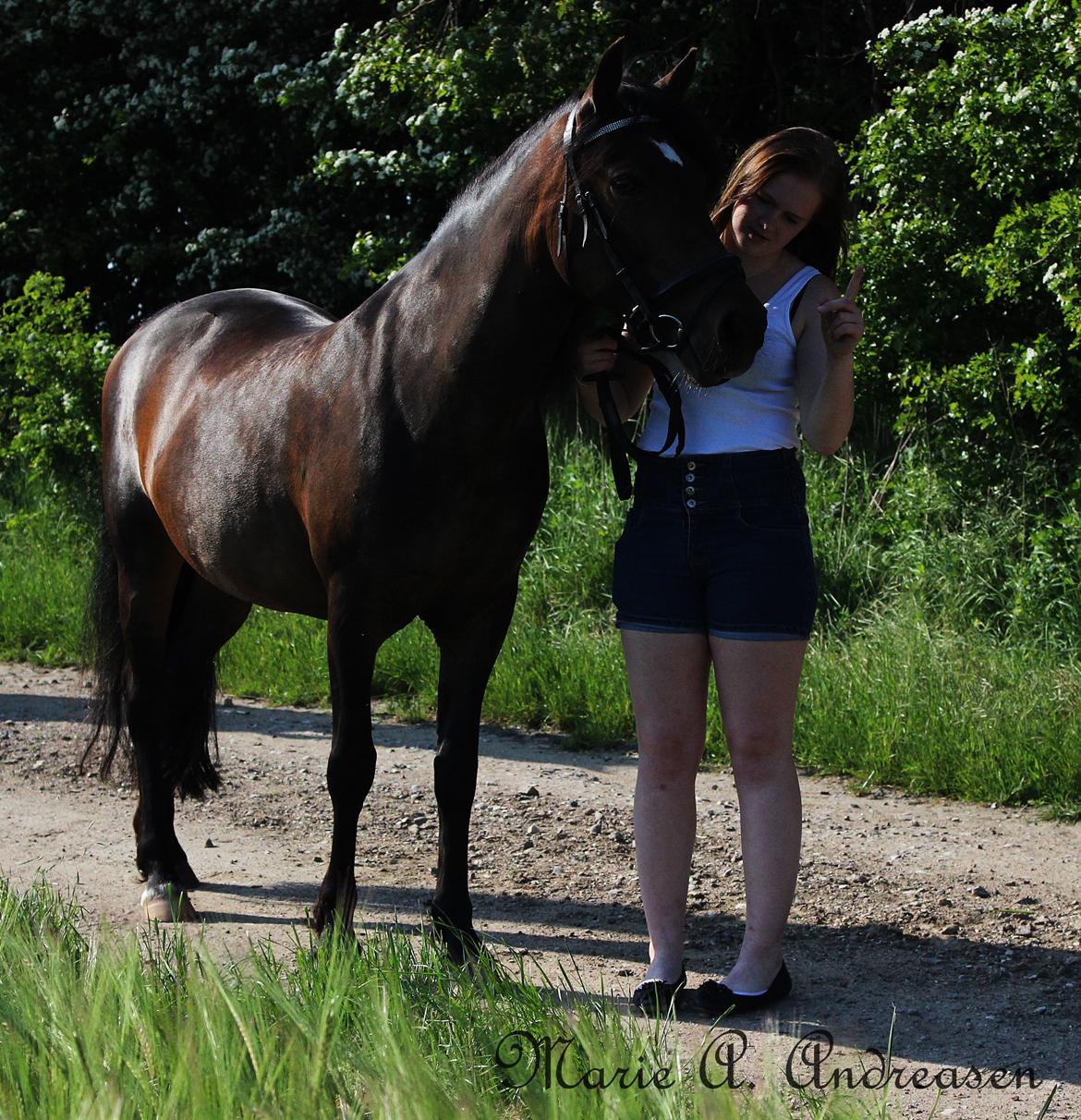 New Forest Sissa billede 11