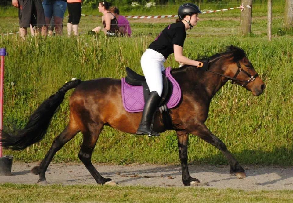 New Forest Sissa billede 4