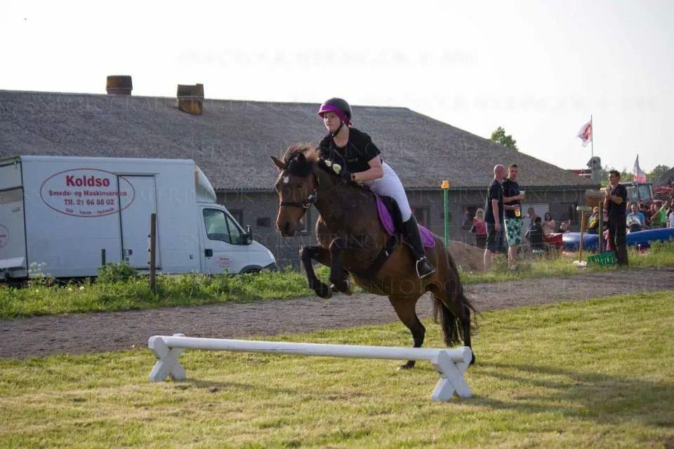 New Forest Sissa billede 8