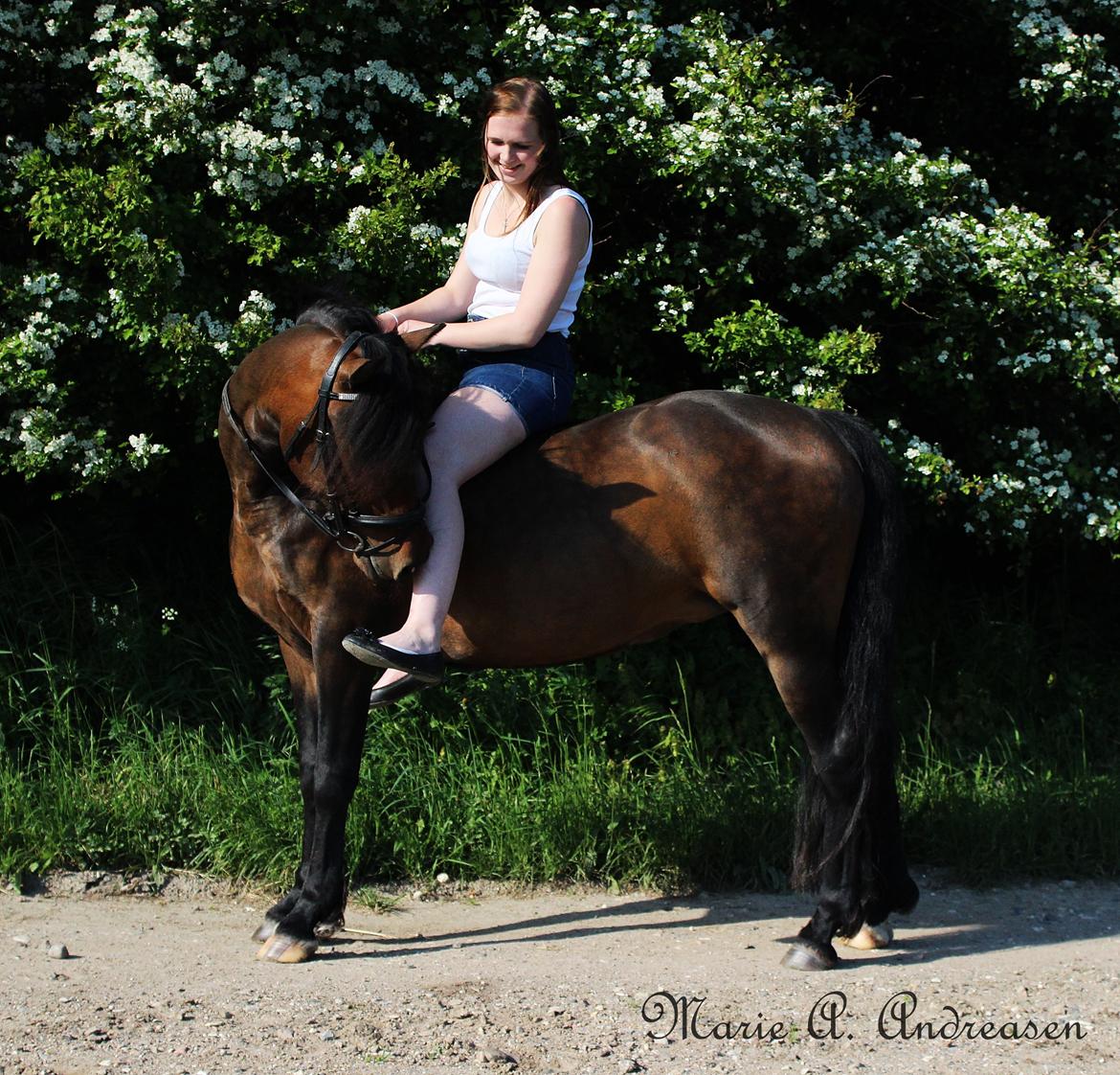 New Forest Sissa billede 7