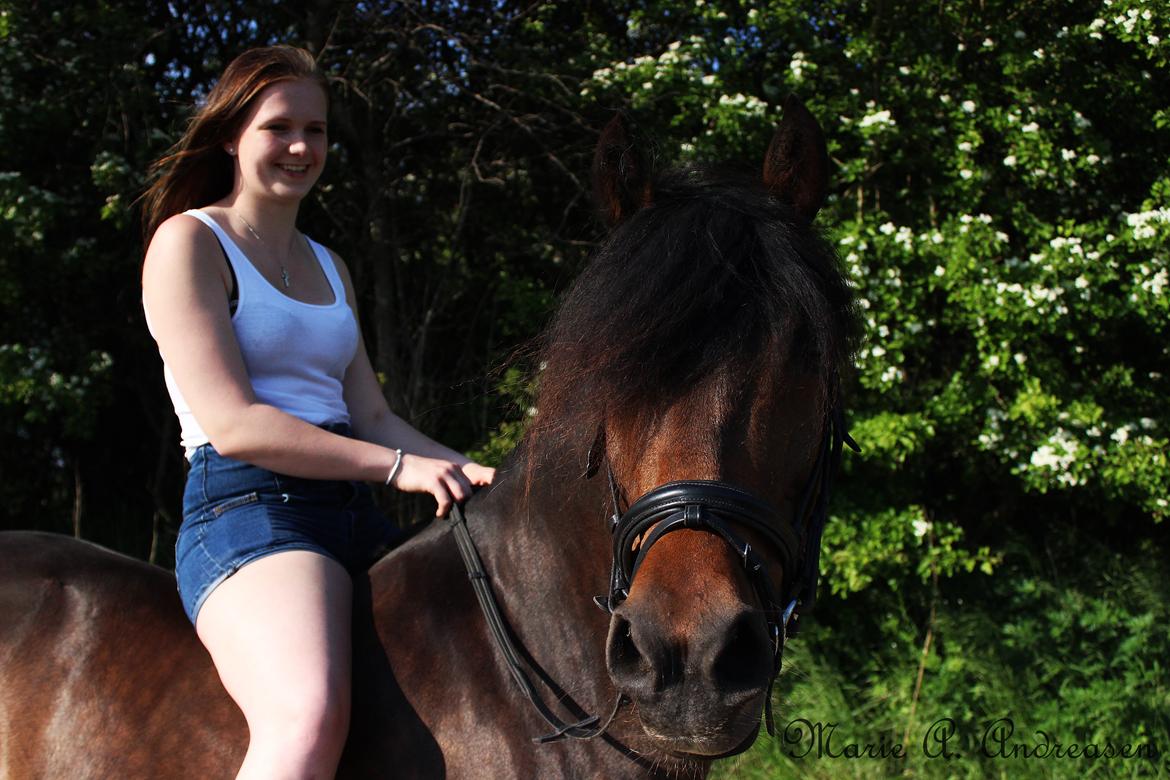 New Forest Sissa billede 2