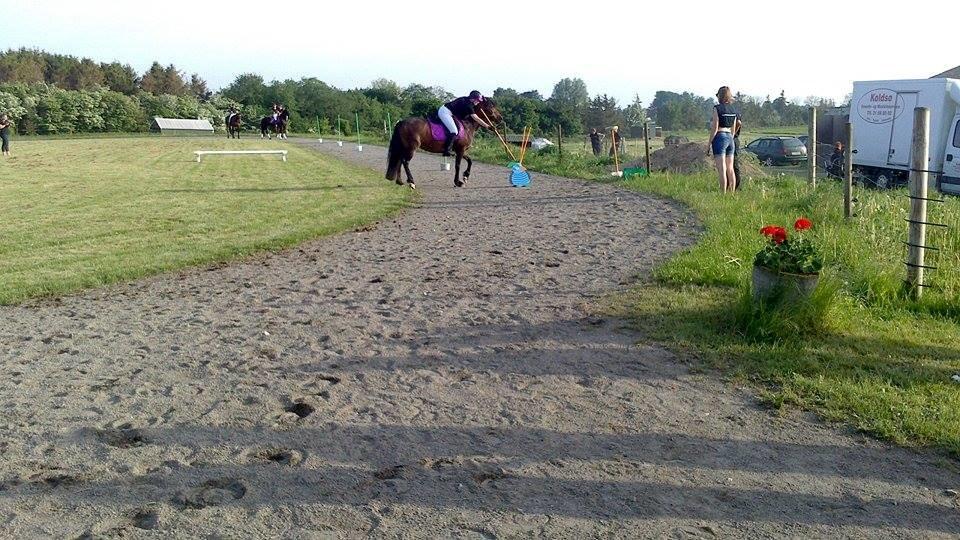 New Forest Sissa billede 20