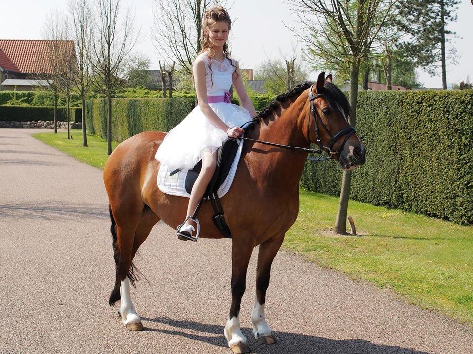 Welsh Pony af Cob-type (sec C) Gribsvads Lady Seventy - Konfirmation 2014 billede 20