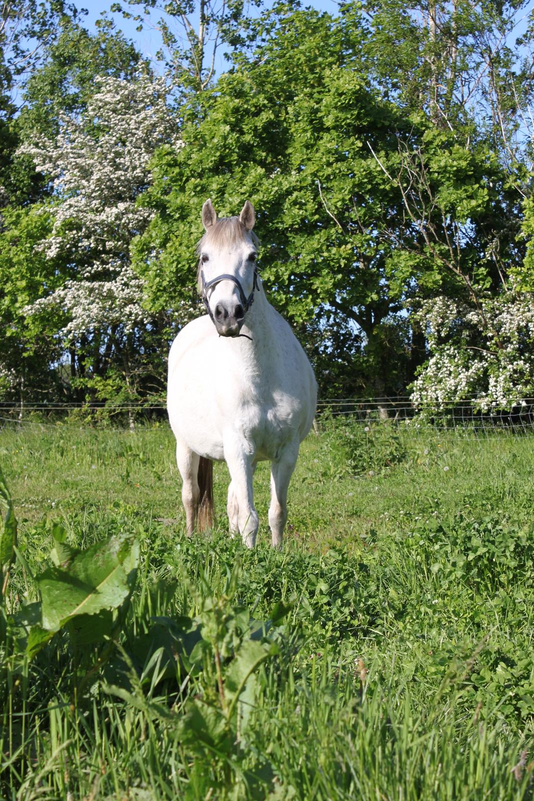 DSP Amigo Safir billede 1