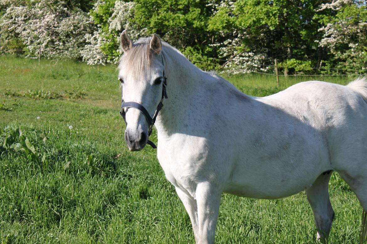 DSP Amigo Safir billede 4