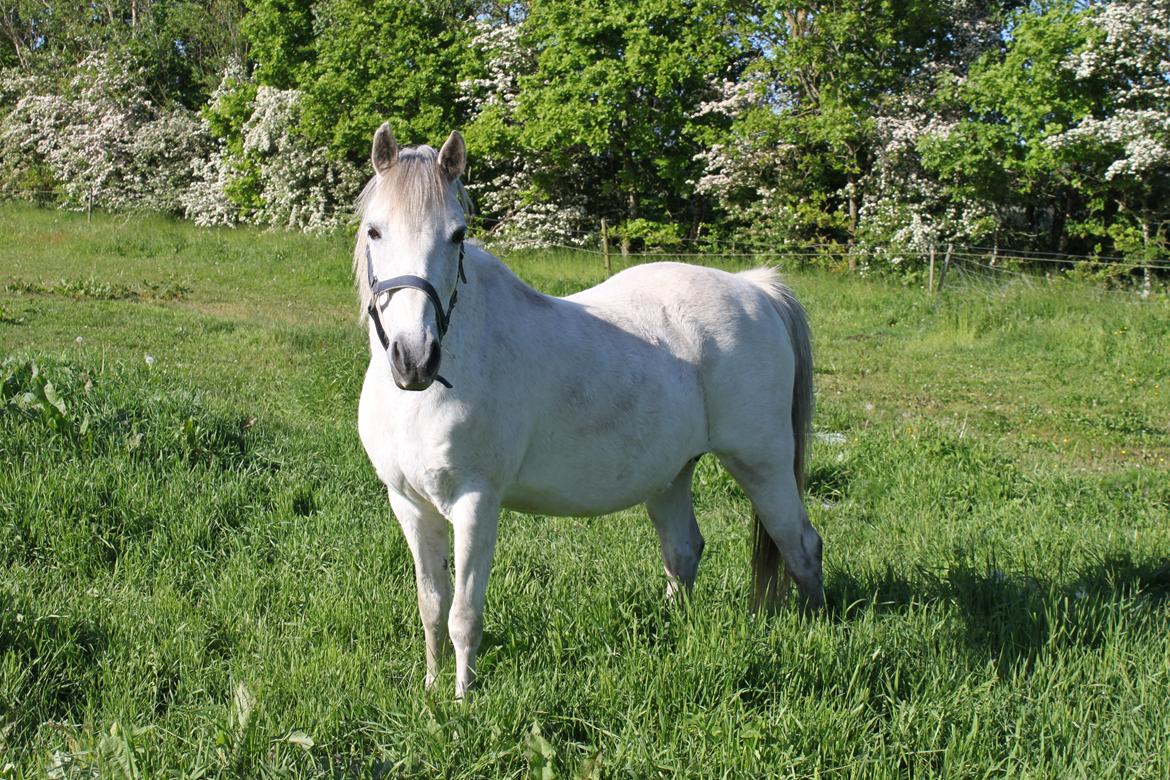 DSP Amigo Safir billede 12