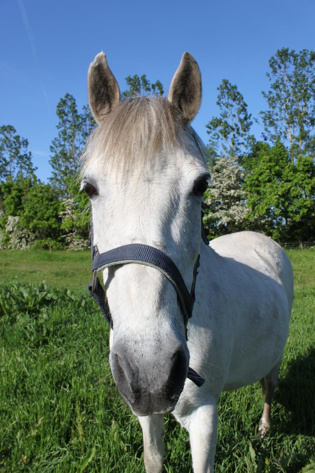 DSP Amigo Safir billede 5