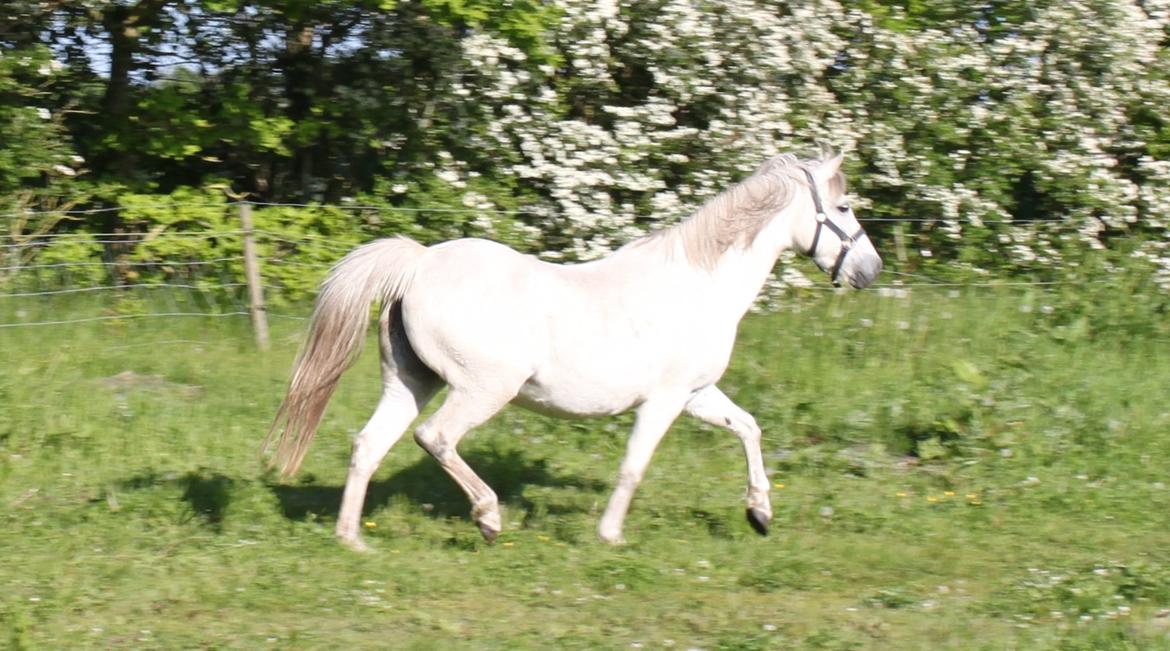 DSP Amigo Safir billede 6