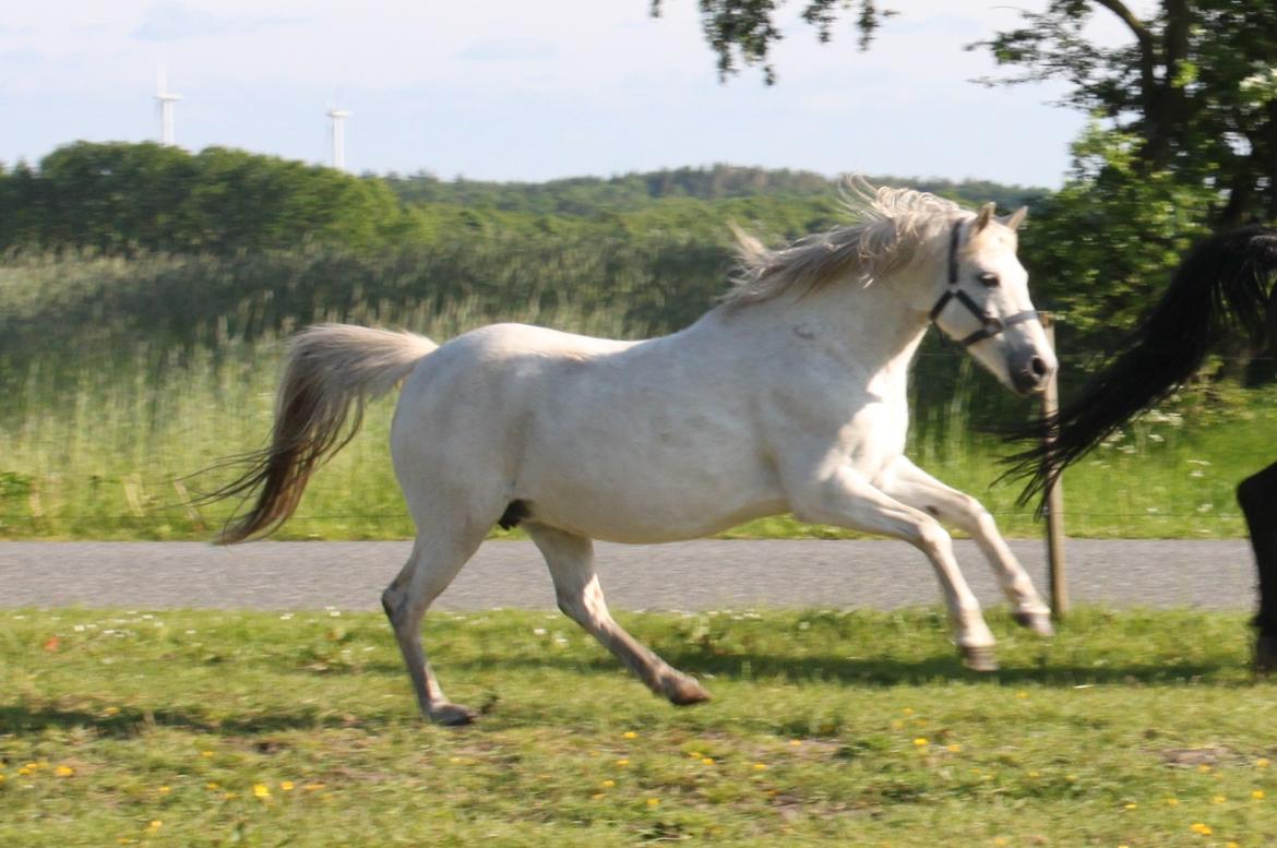 DSP Amigo Safir billede 7