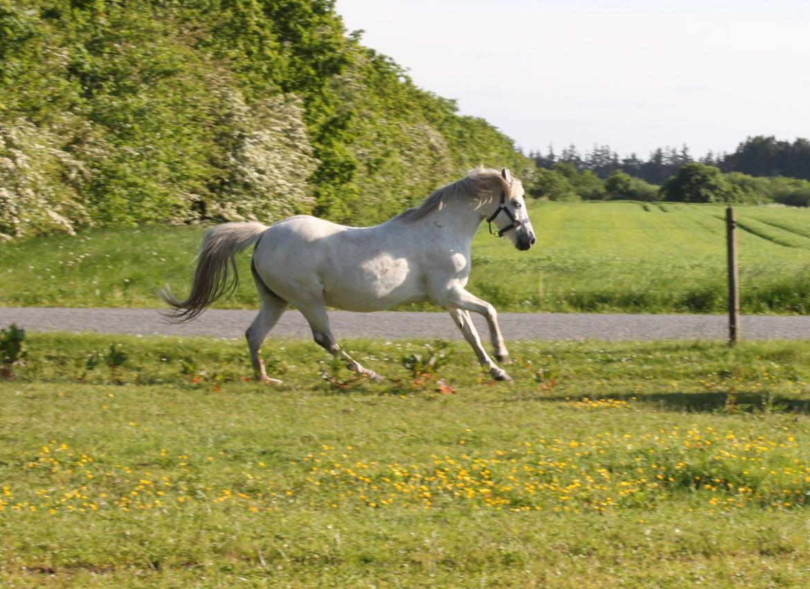 DSP Amigo Safir billede 8