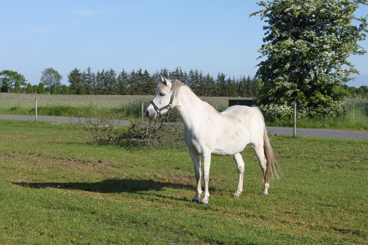 DSP Amigo Safir billede 11