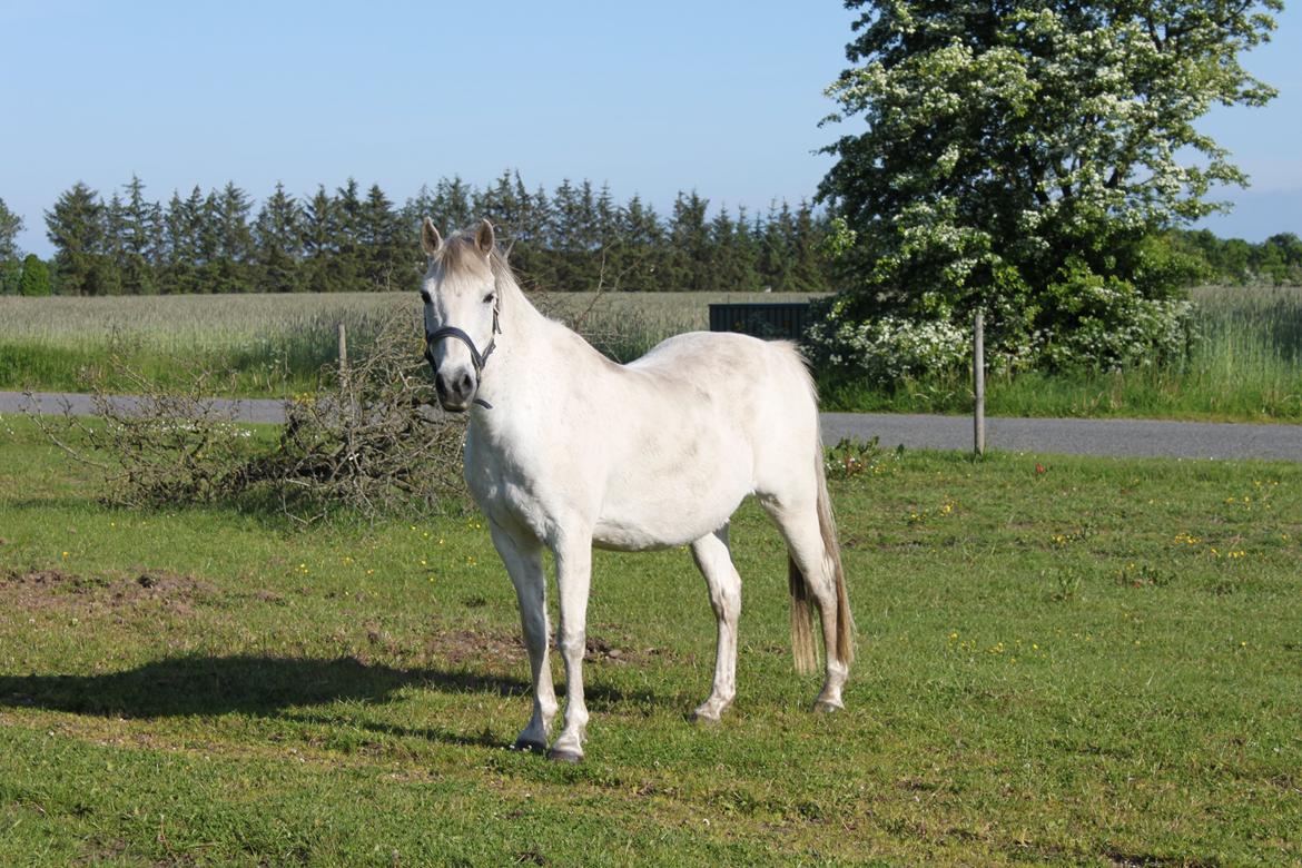 DSP Amigo Safir billede 13