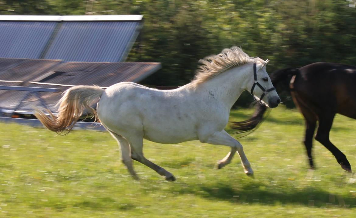 DSP Amigo Safir billede 10