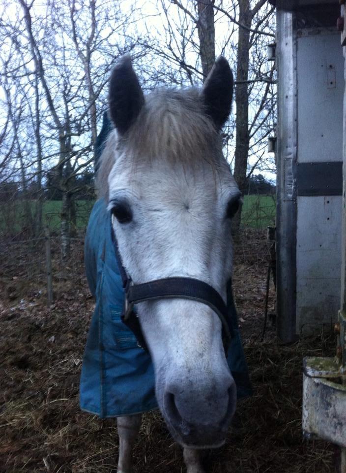 DSP Amigo Safir billede 15