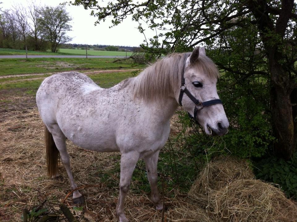 DSP Amigo Safir billede 16