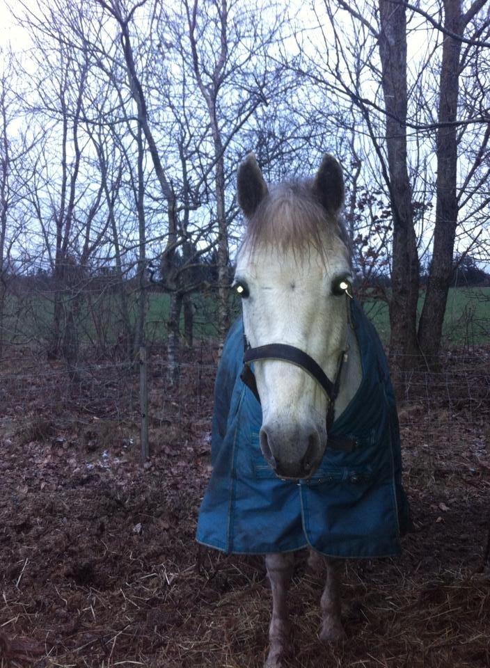 DSP Amigo Safir billede 18