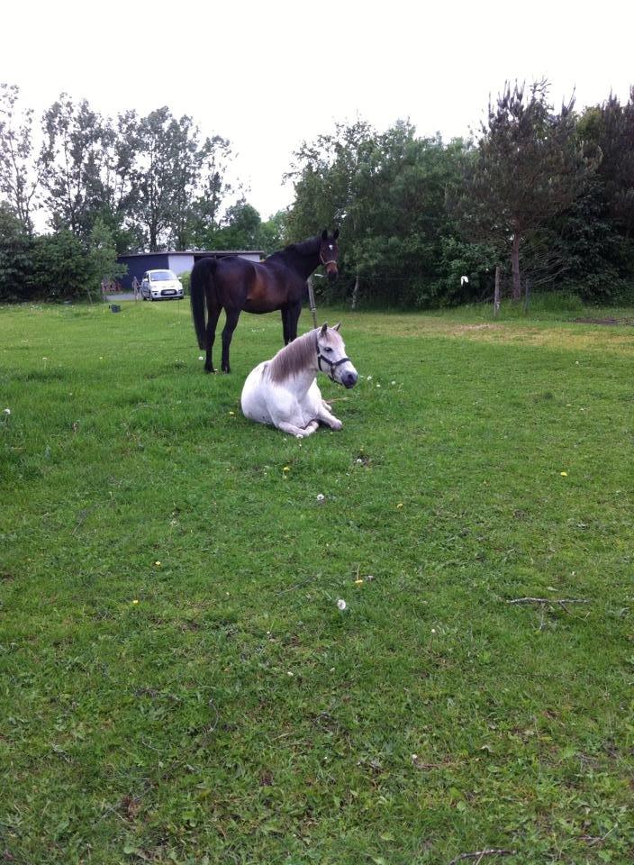 DSP Amigo Safir billede 14