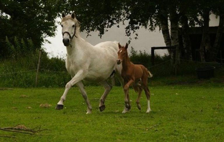 DSP Amigo Safir - Billede l&#229;nt fra gamle ejere. billede 20