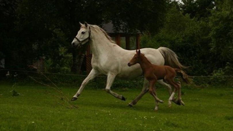 DSP Amigo Safir - Billede l&#229;nt fra gamle ejere. billede 17