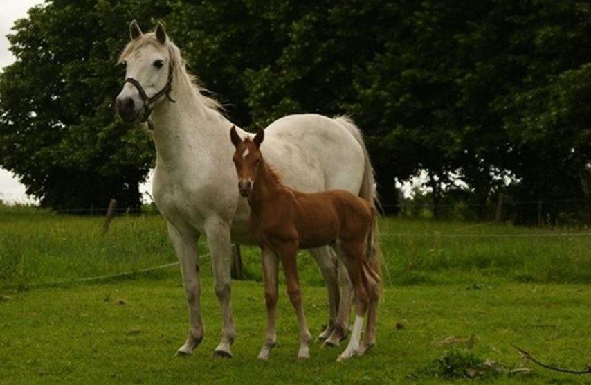 DSP Amigo Safir - Billede l&#229;nt fra gamle ejere. billede 19