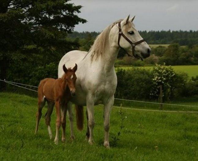 DSP Amigo Safir - Billede l&#229;nt fra gamle ejere billede 9