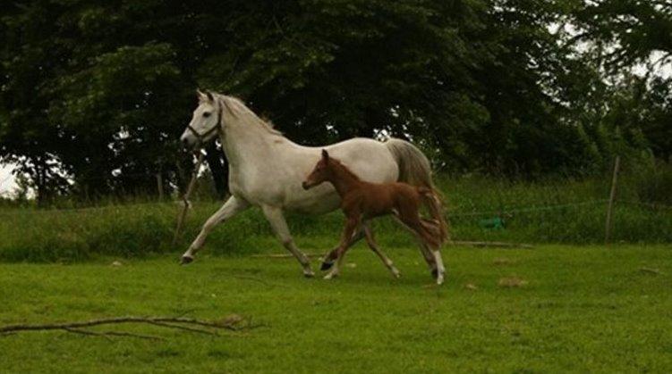DSP Amigo Safir - Billede l&#229;nt fra gamle ejere billede 3