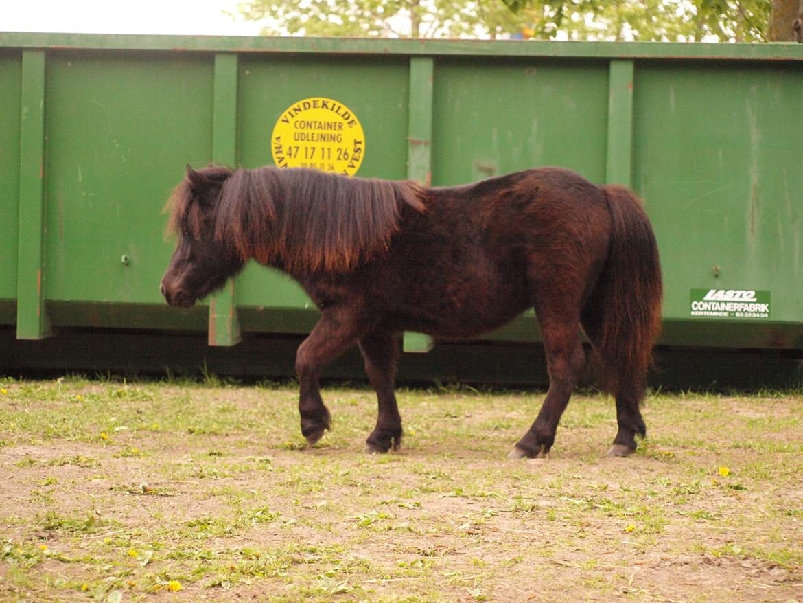 Shetlænder Silke Morsbøl billede 8