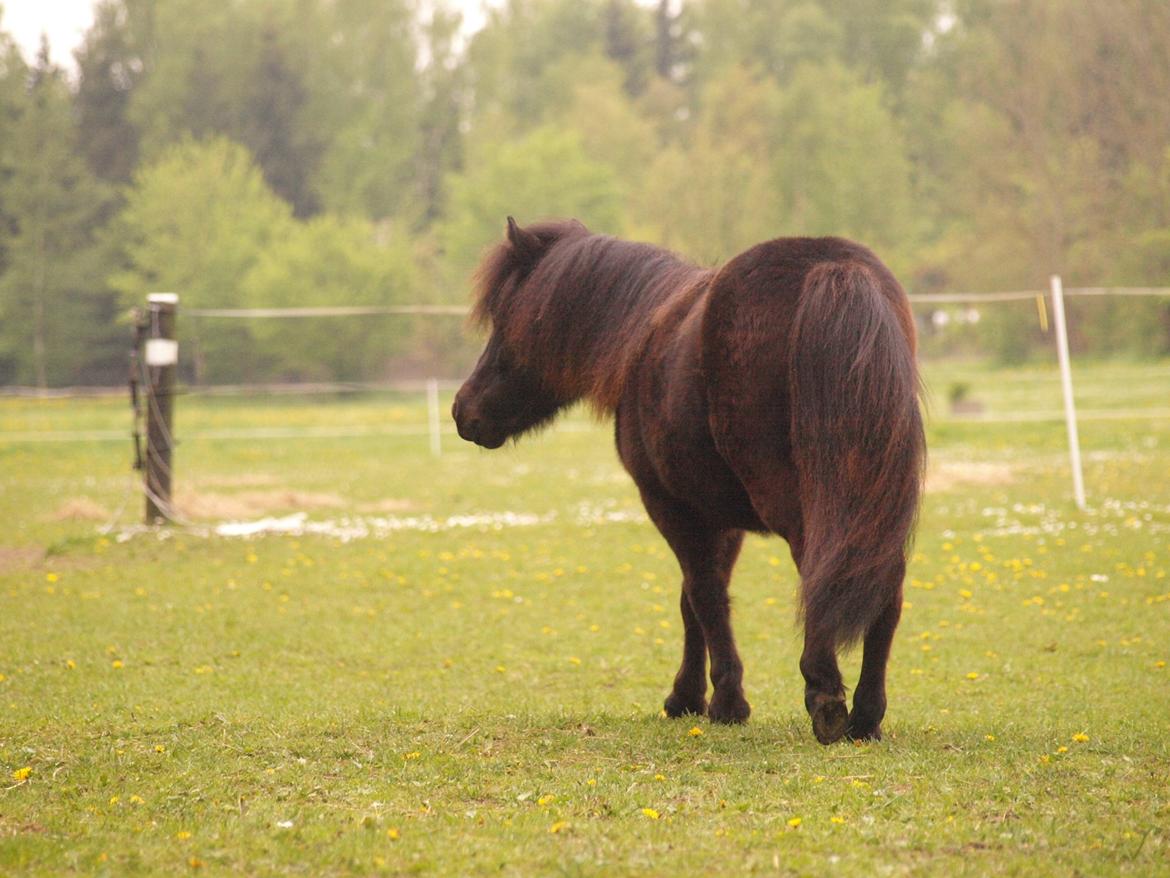 Shetlænder Silke Morsbøl billede 10