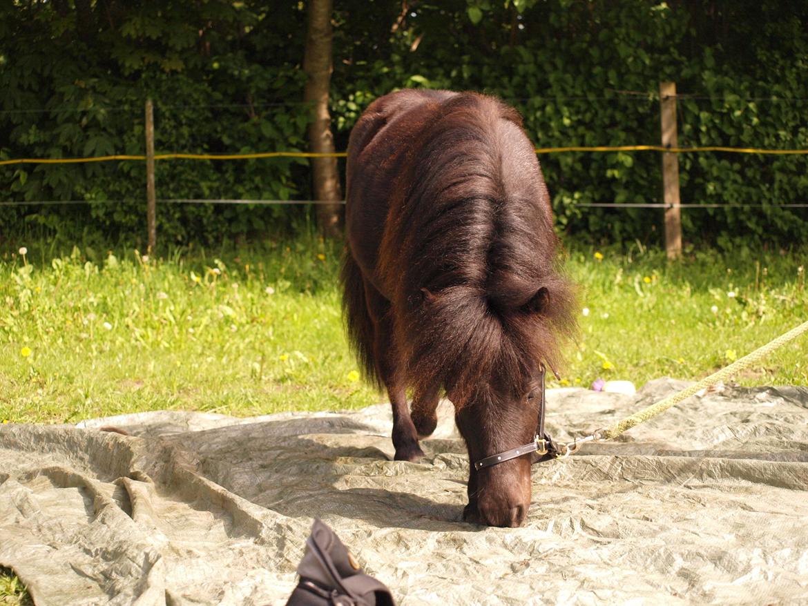 Shetlænder Silke Morsbøl billede 12