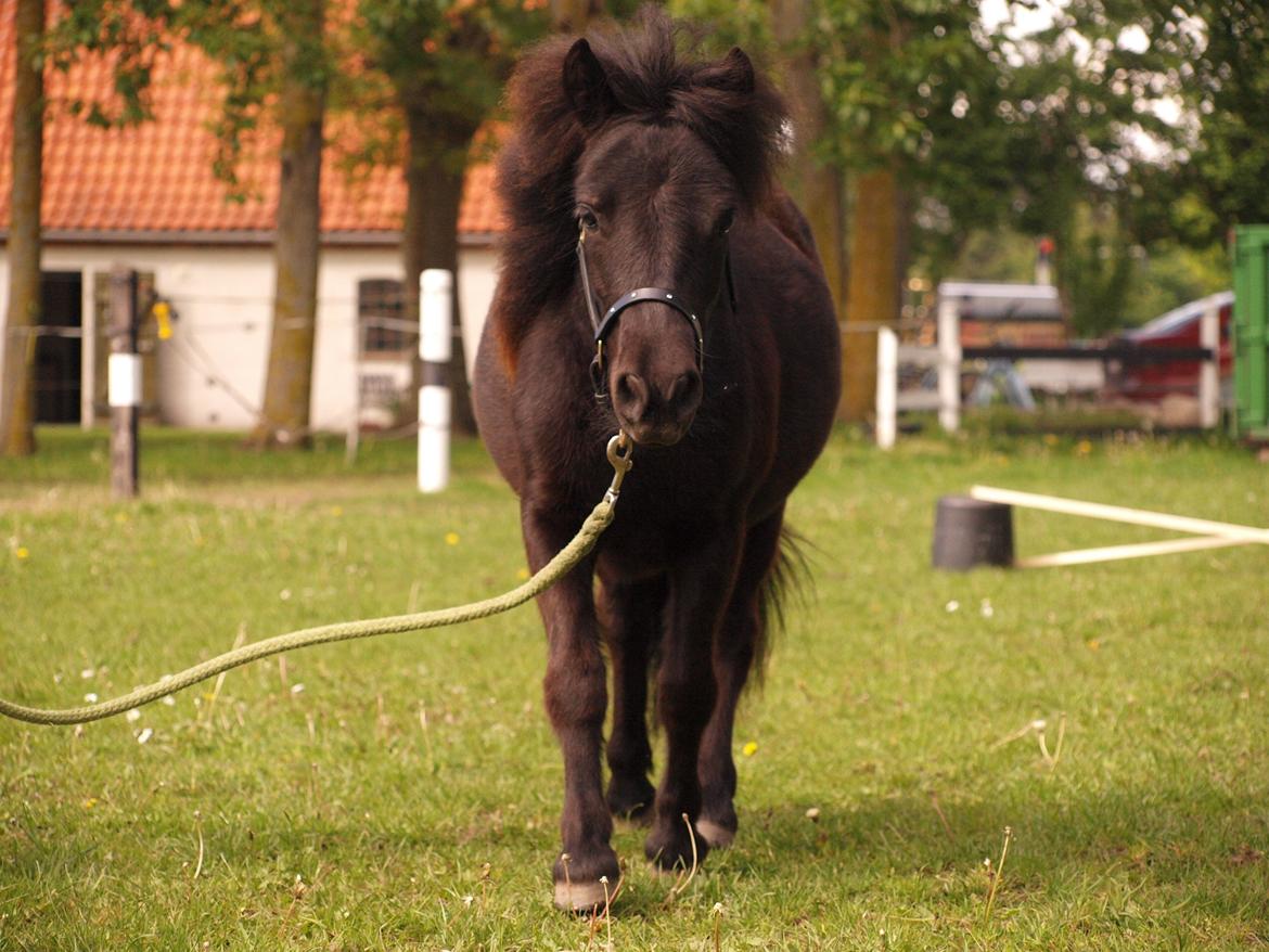 Shetlænder Silke Morsbøl billede 14