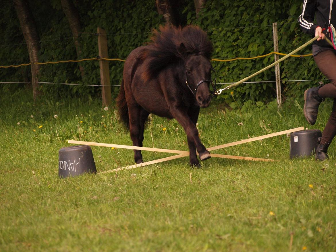 Shetlænder Silke Morsbøl billede 16