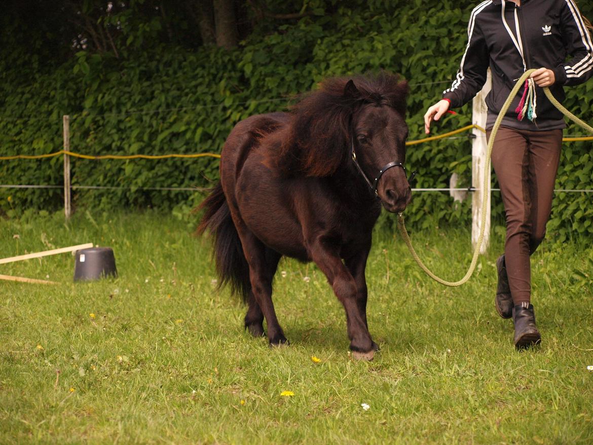 Shetlænder Silke Morsbøl billede 17